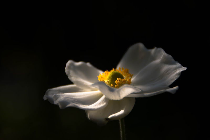 La leggerezza di un fiore... di vaiolet