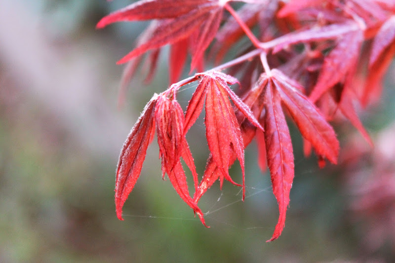 Red details di MarciBianchessi