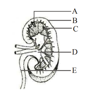 Excretory Organs