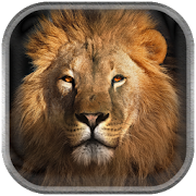 Lion Wallpaper  Icon