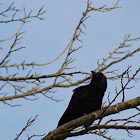 American Crow