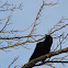 American Crow