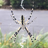 Black-and-Yellow Argiope