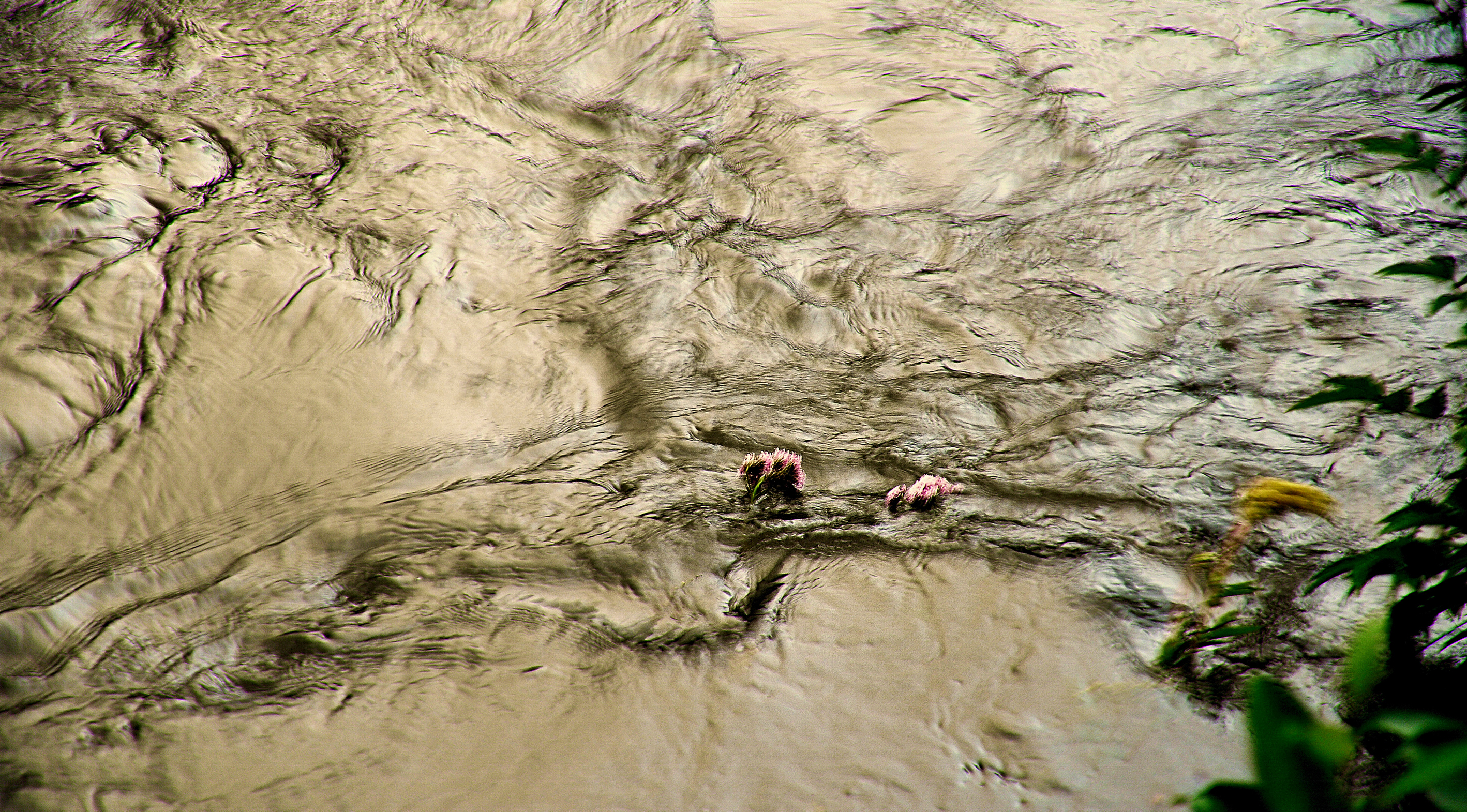 fiori nel vortice di Isidoro. 