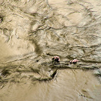 fiori nel vortice di 