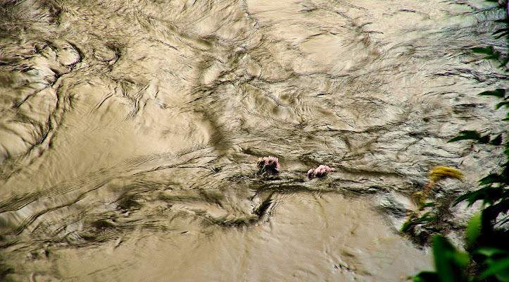 fiori nel vortice di Isidoro. 