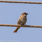 Tree Sparrow; Gorrión Molinero