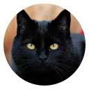 Black Cat Popular Animals HD New Tabs Theme