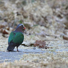 Emerald Dove