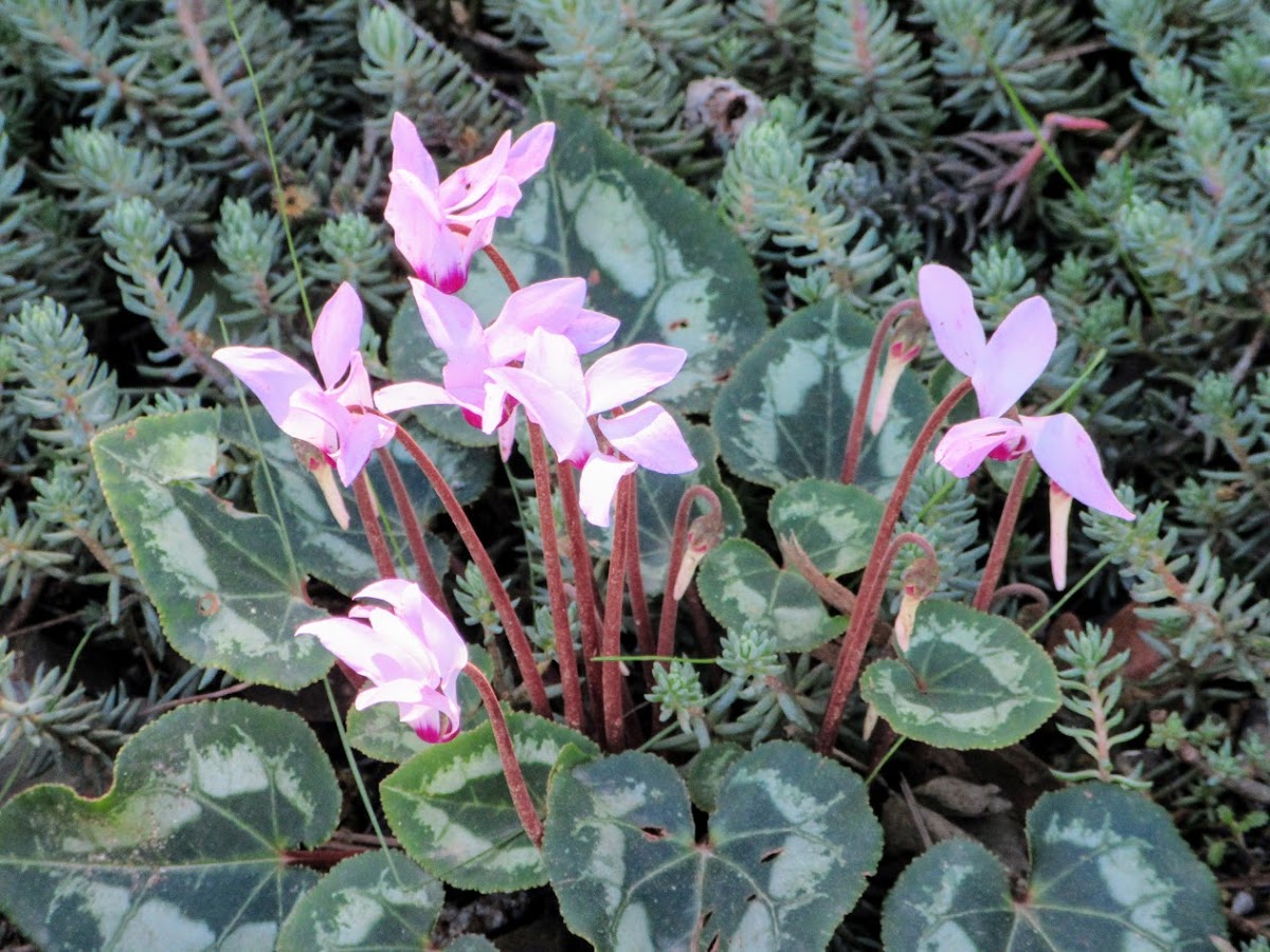 Persian Cyclamen