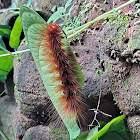 Tiger Moth Larva