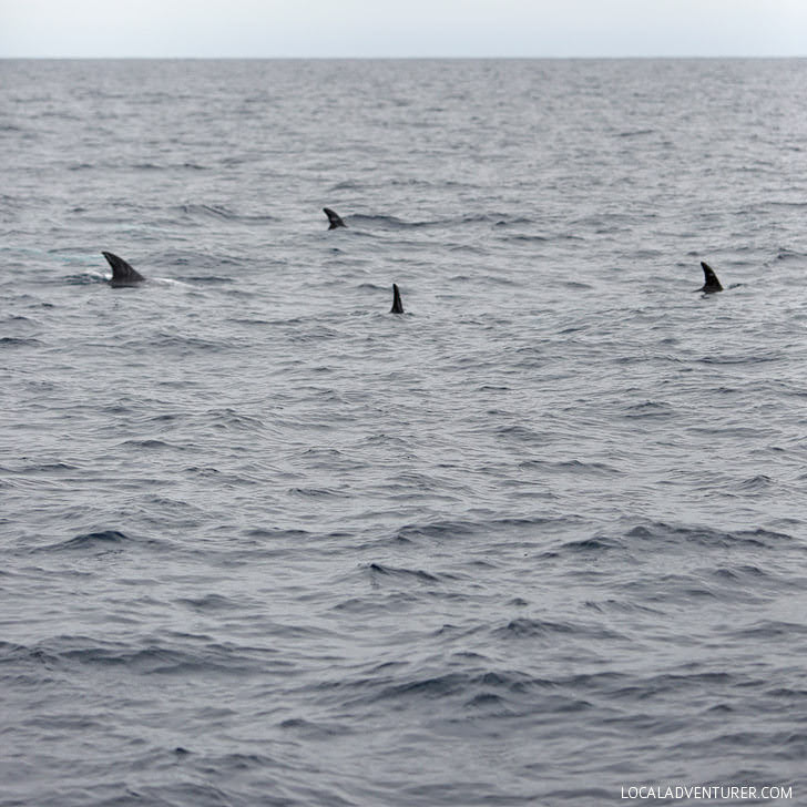 Risso Dolphin - What to See in San Diego.