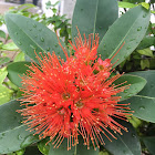 Red Golden Penda Flower