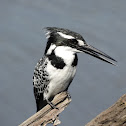 Pied Kingfisher