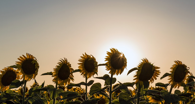 Sun Flower di MauMarty