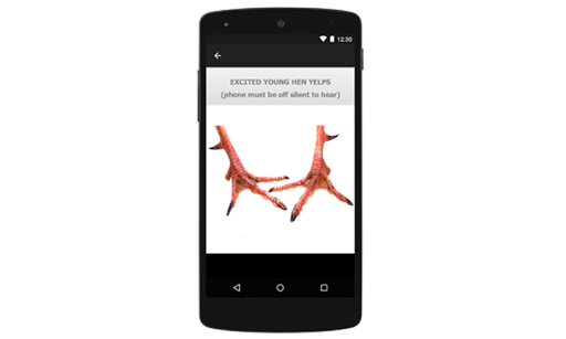 TURKEY CALLS for Fall Toms