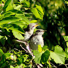 Northern Mockingbird (immature)