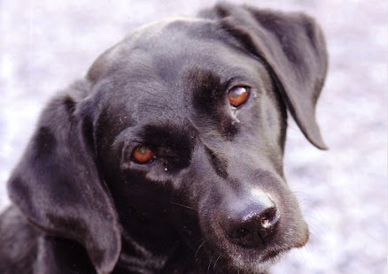 Black dogs Wallpapers(圖2)-速報App