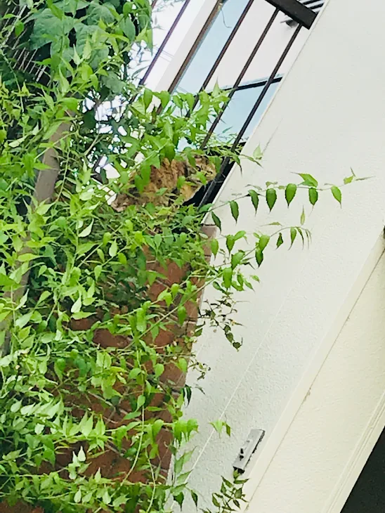 「ミーツケタ（ニコッ）1」のメインビジュアル