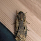 Subterranean Dart Moth