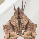 Blinded Sphinx Moth