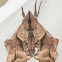 Blinded Sphinx Moth