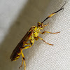 Ichneumonid Wasp