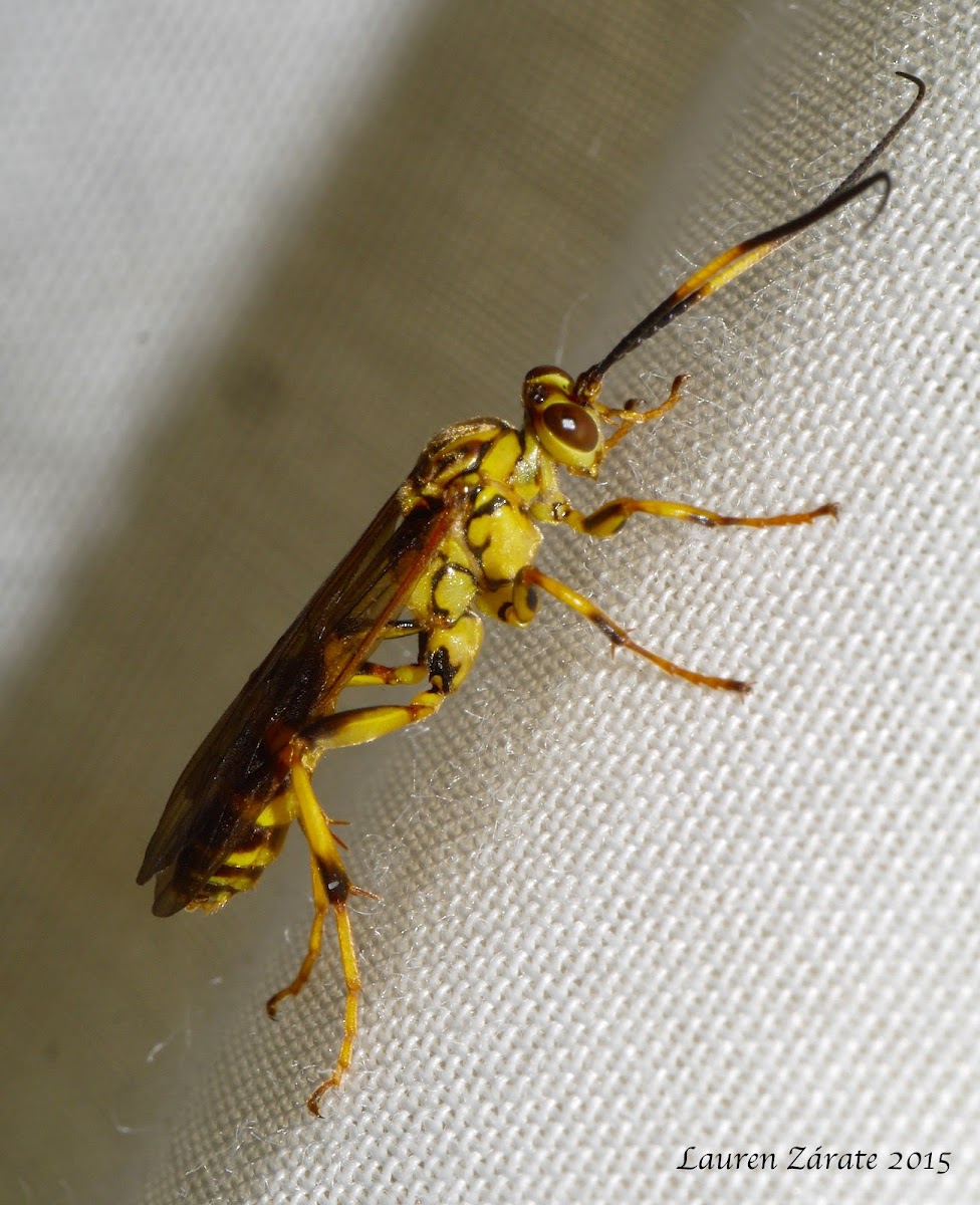 Ichneumonid Wasp