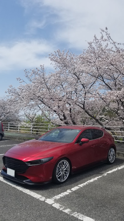 MAZDA3の桜とコラボ・ソウルレッド・車が好きな人と繋がりたい・桜と愛車に関するカスタム事例の投稿画像2枚目