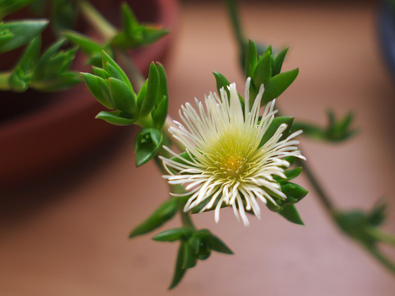 spotcovery-flower-of-sceletium-tortuosum