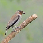 Black-crowned Tityra (female)