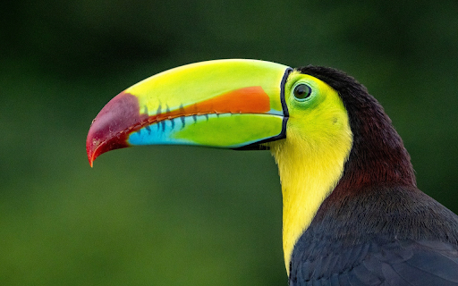 Bird and the beautiful beak screenshot 1