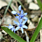 Alpine squill