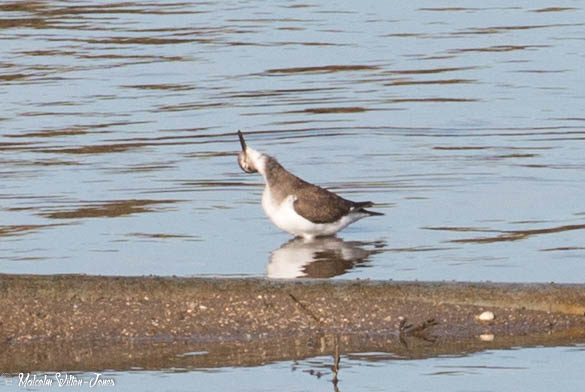 Common Sandpiper