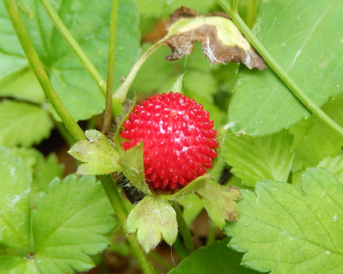 Mock Strawberry