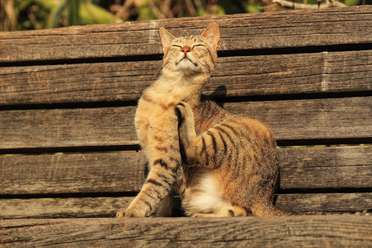 N-WGN カスタムのドライブ・N-WGN・リフレクション・夕焼けと愛車・夕焼けハンターに関するカスタム事例の投稿画像6枚目
