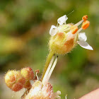 Alpine Heuchera