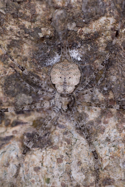 Two-tailed spider