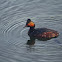 Eared grebe