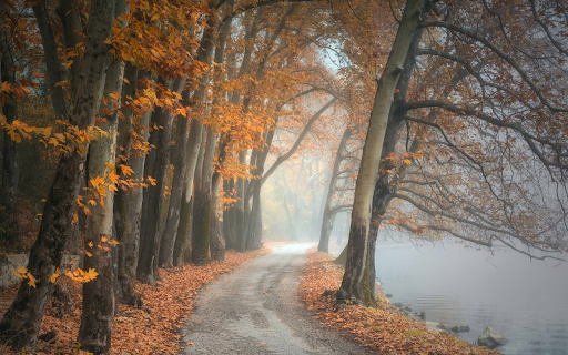 Forest along the lake