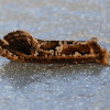 Tineid Moth