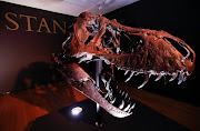 The head of a 67-million-year-old Tyrannosaurus rex skeleton, one of the largest, most complete ever discovered and named 'Stan', is seen on display before its auction at Christie's.