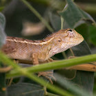 Oriental garden lizard