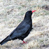 Chough