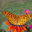 Indian Fritillary