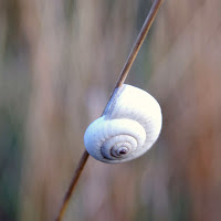 spirale bianca di 