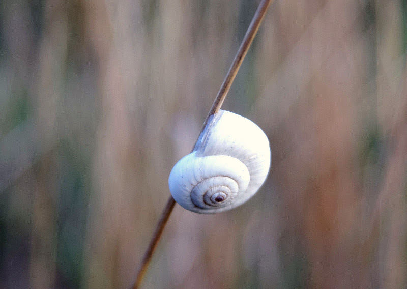 spirale bianca di clarin65