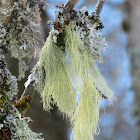 Horsehair Lichen