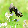 eastern tiger swallow tail