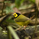 Hooded warbler